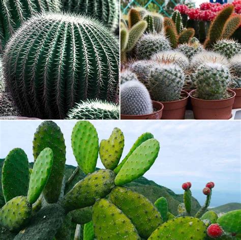 types  cactus cactus growing tips  full guide gardening tips