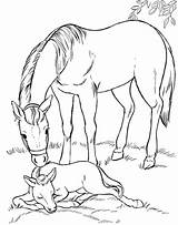 Sheets Foal sketch template