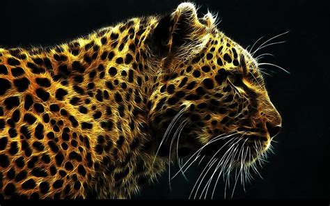 leopards wallpapers  desktop