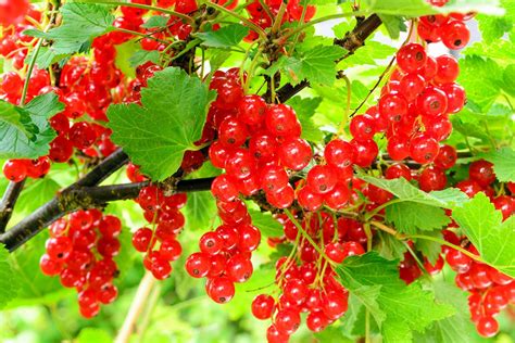 currant description fruit  species facts britannica