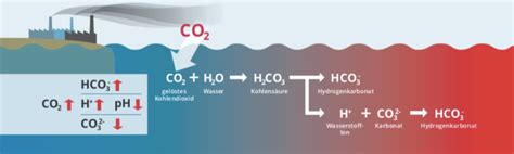 ocean acidification   consequences bracenet