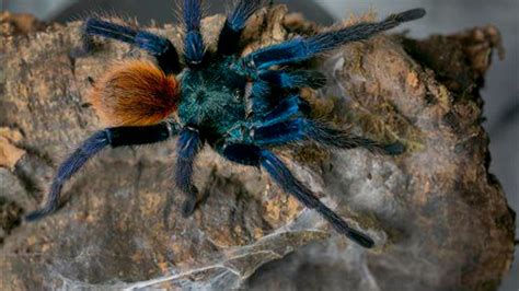 scientists remain baffled  blue tarantulas fox news