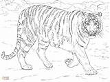 Coloring Tiger Bengal Getcolorings Pages Print Color Printable Getdrawings sketch template