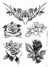 Fiori Tatuaggi Tribali Tatuaggio Loto Ibisco Farfalla Margherite Oltre sketch template