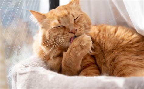【ペットと空気清浄機】猫が毛づくろいをする理由とは？｜qais コラム一覧｜サンスター