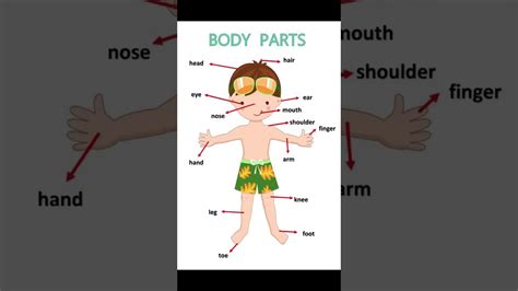 body parts  youtube