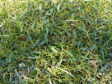 acacia saligna prostrate geographe plants