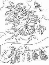 Evolution Papillons Papillon Pupa Larva Dessins Monarch Greluche sketch template