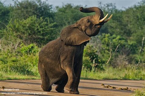 elephantastic proposal in kruger national park south africa by renata