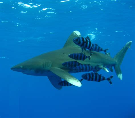 fileoceanic whitetip sharkjpg wikipedia