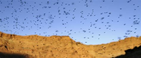 reasons   hate mosquitoes       huffpost impact