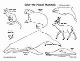 Hawaii Mammals Habitats State Coloring Reptiles Amphibians Birds Exploringnature sketch template