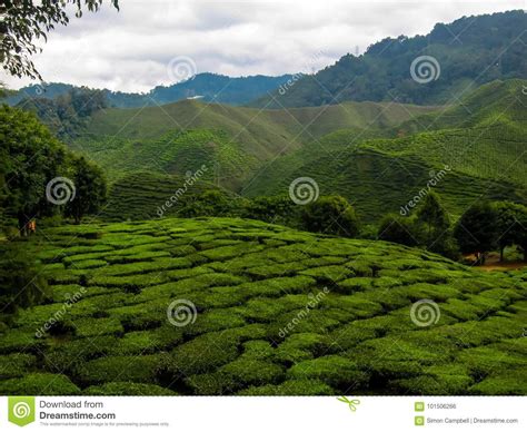 de rollende heuvels van de theeaanplanting stock foto image  heet hooglanden