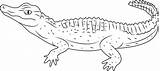 Alligator Coloringpages101 Schneider Reptiles sketch template
