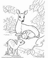 Coloring Deer Doe Pages Honkingdonkey sketch template