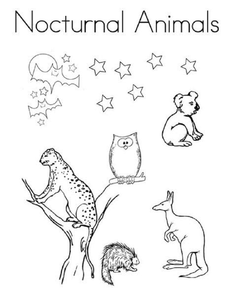 nocturnal animal coloring pages nocturnal animals zoo animal
