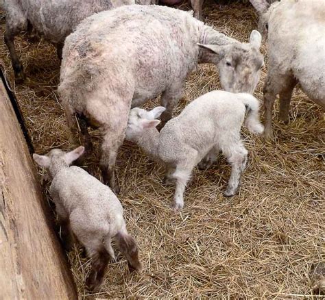 blog lambs