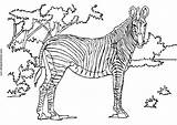 Zebra Coloring Animals Kb Drawing sketch template
