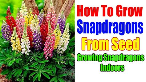 grow snapdragons  seed growing snapdragons indoors youtube