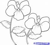 Violet Coloring Flower Drawing Violets Pages Draw Flowers Drawings Getdrawings Tutorials Color Step Paintingvalley Easy Getcolorings Choose Board sketch template