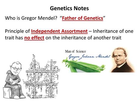 Ppt Genetics Notes Who Is Gregor Mendel Powerpoint