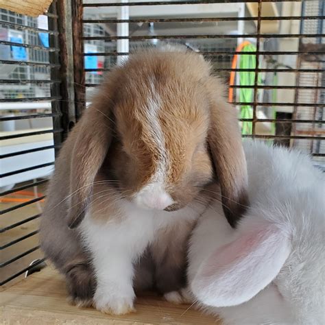holland lop rabbits for sale los angeles ca 335997