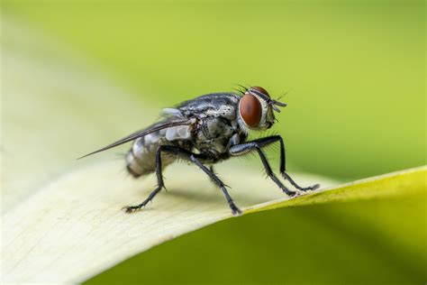 black fly  photo  freeimages
