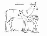 Coloring Deer Whitetail Tailed sketch template