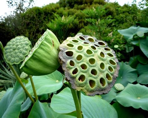 Trypophobia The Lotus Seed Pod Phobia Philippines Viral News