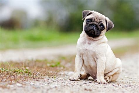 pug dog breed information pictures
