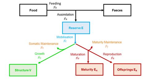 schematic representation  deb model   state variables