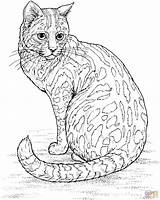 Gato Bengala Colorear Leopard sketch template