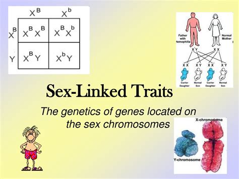 Ppt Genetics Sex Linked Inheritance Powerpoint Hot Sex Picture