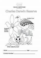 Colouring Pages Darwin Charles Sheet Pdf Tailed Orchid Malleefowl Dunnart Fragrant Wa China Kids sketch template