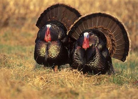 Can Turkeys Fly Live Science