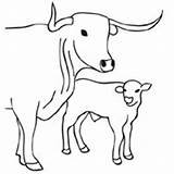 Cow Coloring Calf Pages Surfnetkids Getcolorings sketch template