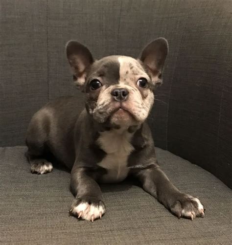 list  french bulldog frenchie mixes  pictures