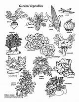 Garden Vegetable Coloring Vegetables Visual Guide Print sketch template