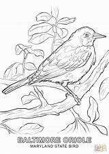 Coloring Bird State Maryland Pages Oriole Baltimore Flower Drawings Flag Printable Birds Thrasher Brown Drawing Supercoloring Simple Sheets Orioles Baseball sketch template