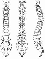 Spine Drawing Spinal Anatomy Skeleton Cord Simple Drawings Blueprint Easy Human Column Blueprints Vertebrae Bones Coloring Vector Pages Vertebral Diagram sketch template