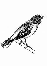 Uccello Oriole Vogel Baltimora Oriolo Sperlingskauz Malvorlage Voge Oiseau Stampare Schulbilder Abbildung sketch template
