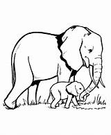 Elephant Coloring Pages Animals Printable Kb sketch template