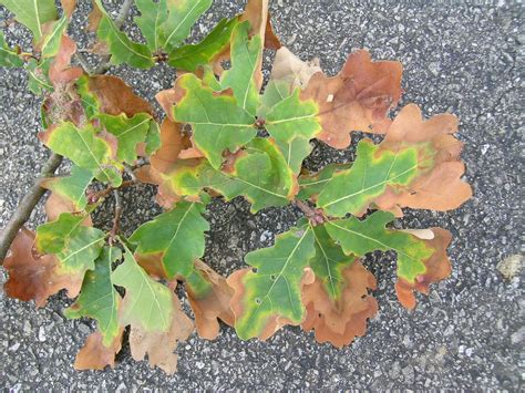 uk diseases  fruit crops ornamentals bacterial leaf scorch symptoms  urban trees