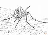 Mosquito Fiebre Amarilla Febre Amarela Zancudo Fever sketch template