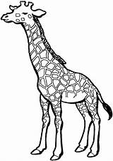 Giraffe Coloring Pages Printable Pattern sketch template