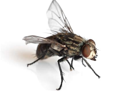 black flies simple ways   rid    pest rangers