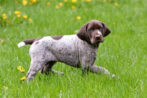 train  german shorthaired pointer puppy gsp training timeline