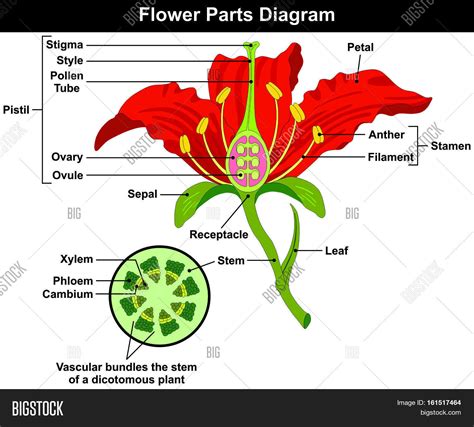 flower parts diagram  stem cross section anatomy  plant morphology   contents