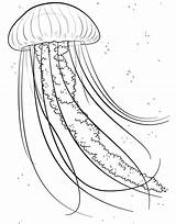 Jellyfish Qualle Meduza Medusa Ausmalbild Kolorowanki Supercoloring Kolorowanka Oceanie Tegninger Druku Vandmand Simple Malvorlage Quallen Pl Drukowanka Letzte sketch template