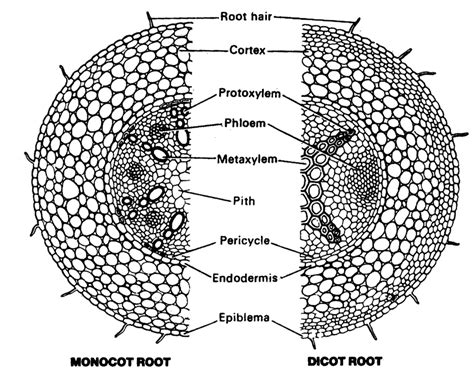 internal structure  root   plant